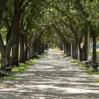 thumbnail for publication: Urban Forestry